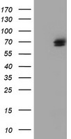 PTP1B Antibody