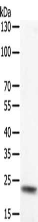 PTP4A2 Antibody