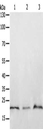PTP4A2 Antibody
