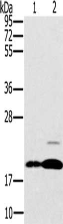 PTP4A2 Antibody
