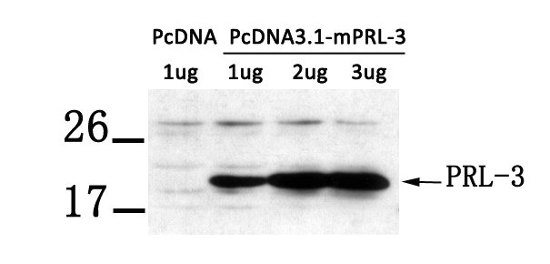 PTP4A3 Antibody