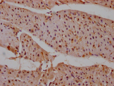 PTPN11 Antibody