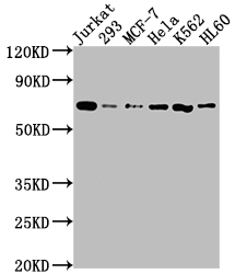PTPN11 Antibody
