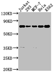 PTPN11 Antibody