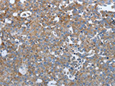 PTPRJ Antibody