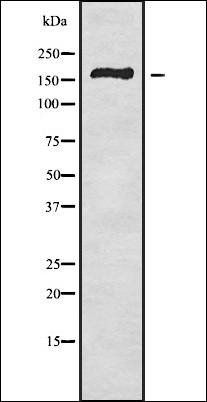 PTPRK Antibody