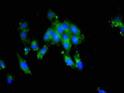 PTTG1IP Antibody