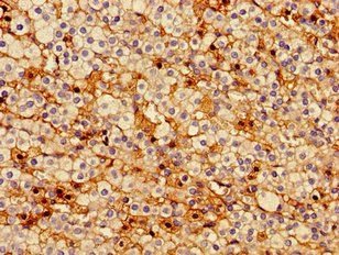 PTTG1IP Antibody