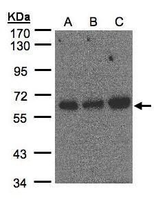 poly(U) binding splicing factor 60 Antibody