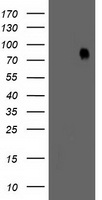 PUS7 Antibody