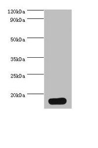 PVALB Antibody