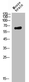 NECTIN2 Antibody