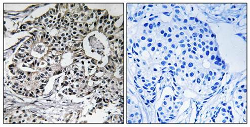 PXMP2 Antibody