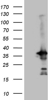 PYCR1 Antibody