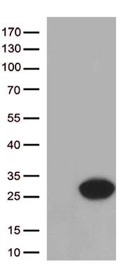 PYCR1 Antibody