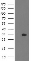PYCR2 Antibody