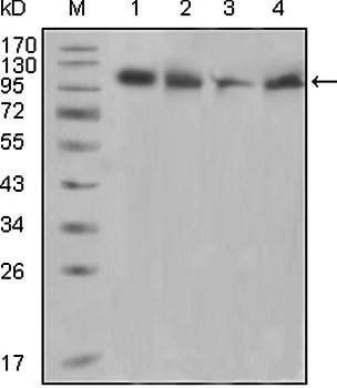 PYK2 Antibody