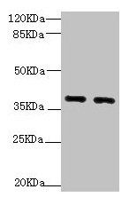 QKI Antibody