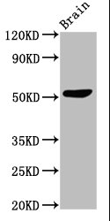 SLC30A10 Antibody