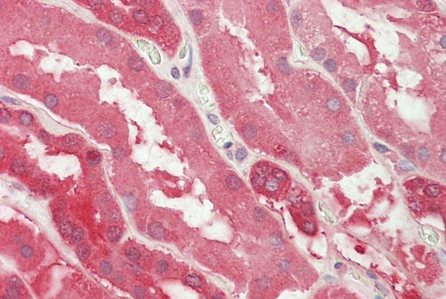 Goat anti-LDHB (aa15-25) Antibody