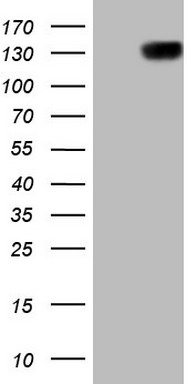 CDH4 Antibody