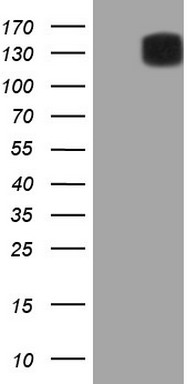 CDH4 Antibody
