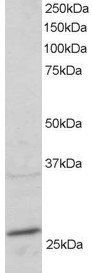 RAB11A/YL8 Antibody