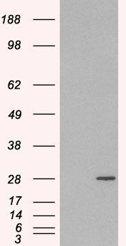 RAB11A/YL8 Antibody