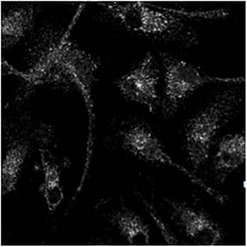 Rab14 Antibody