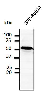Rab14 Antibody