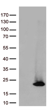 RAB18 Antibody