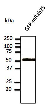 Rab25 Antibody
