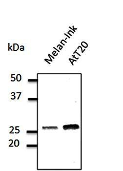 RAB27A, member RAS oncogene family Antibody