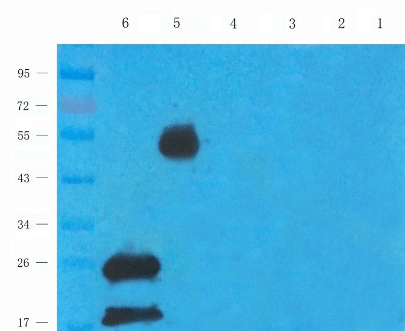 Rab28 Rabbit Polyclonal Antibody