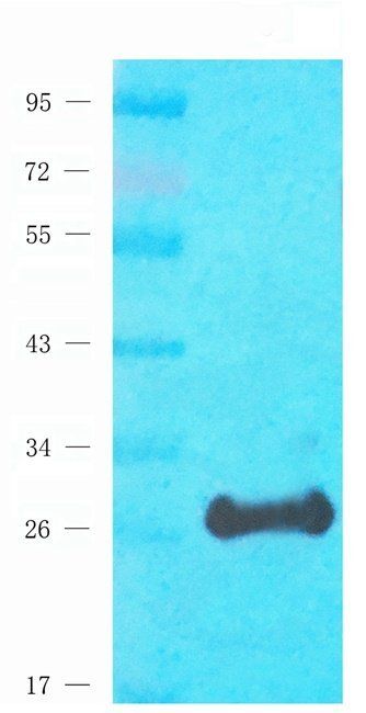 Rab28 Rabbit Polyclonal Antibody