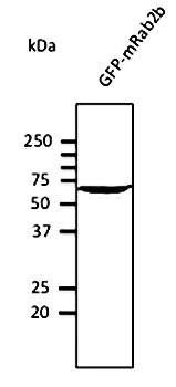 Rab2 Antibody