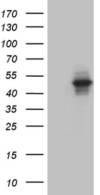 RAB3IP Antibody