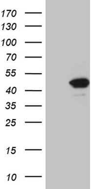 RAB3IP Antibody