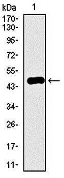 RAB4A Antibody