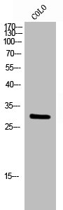 RAB6A Antibody