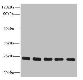 RAB6B Antibody