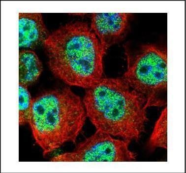Rac GTPase activating protein 1 Antibody