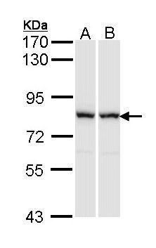 Rac GTPase activating protein 1 Antibody