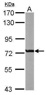 Rac GTPase activating protein 1 Antibody