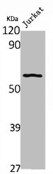 RAD18 Antibody
