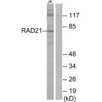 RAD21 Antibody