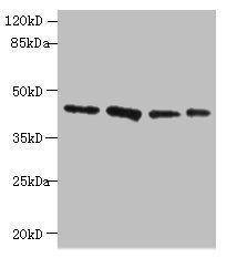 RAD23B Antibody