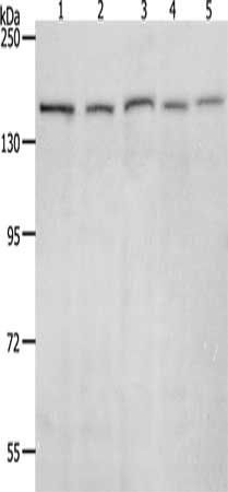 RAD50 Antibody