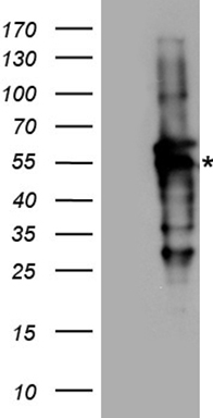 RAD52 Antibody