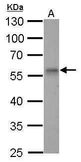 Rad9 antibody